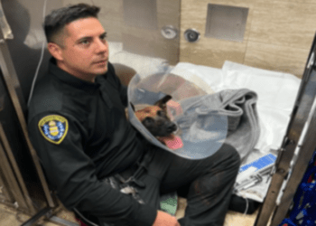 police dogs